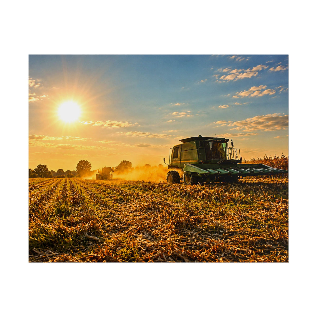 Harvesting Sunshine Rolled Posters