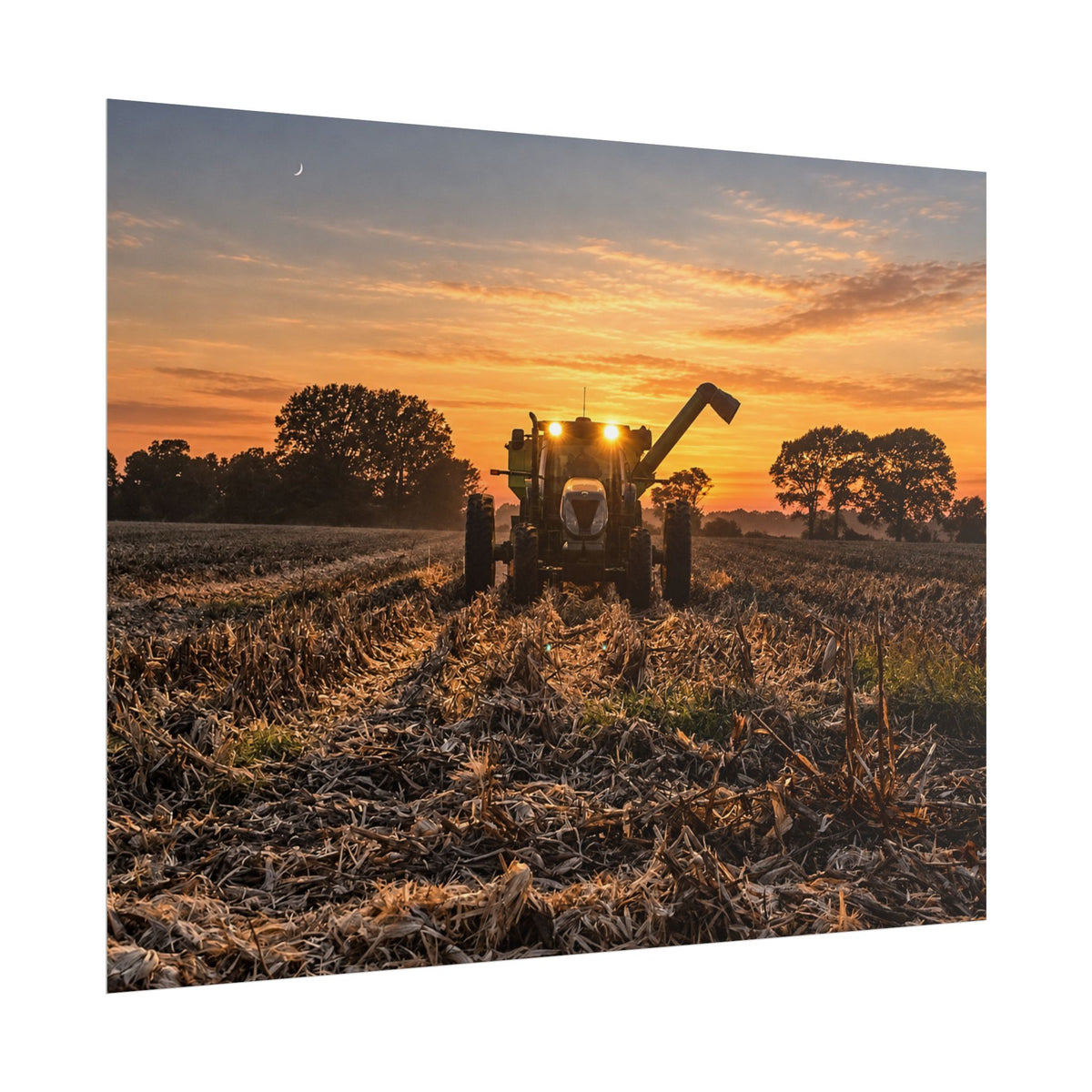 Fields of Gold Rolled Posters