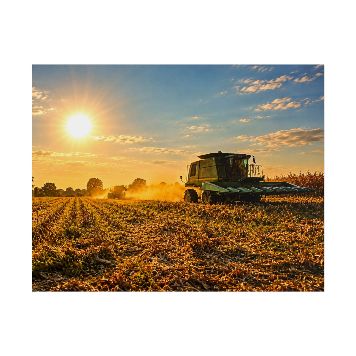 Harvesting Sunshine Rolled Posters