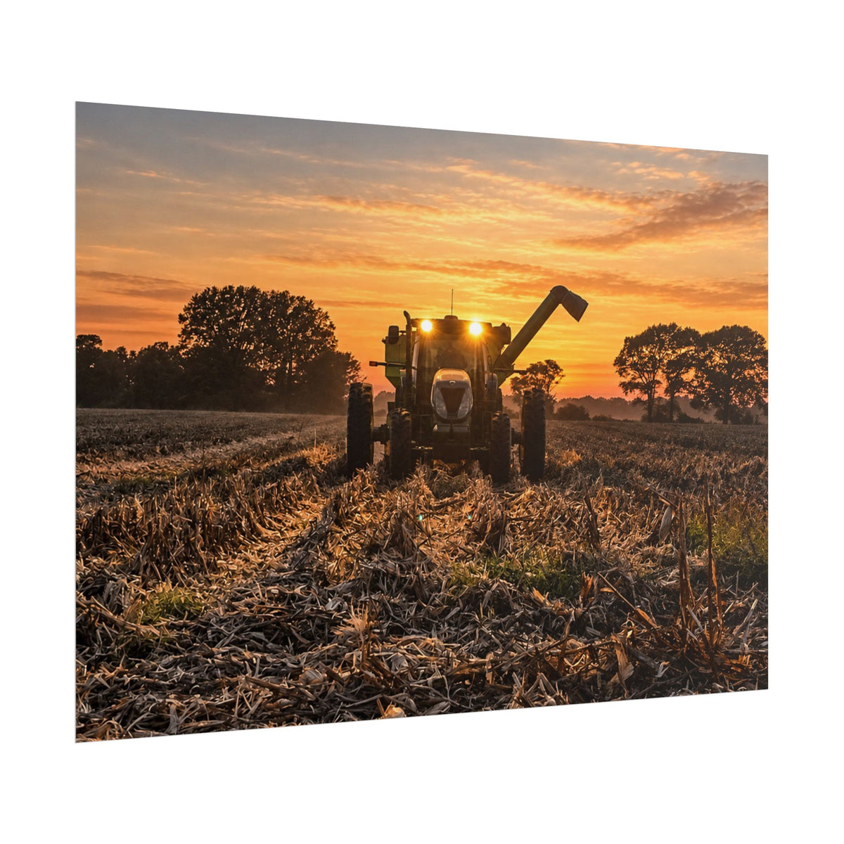 Fields of Gold Rolled Posters