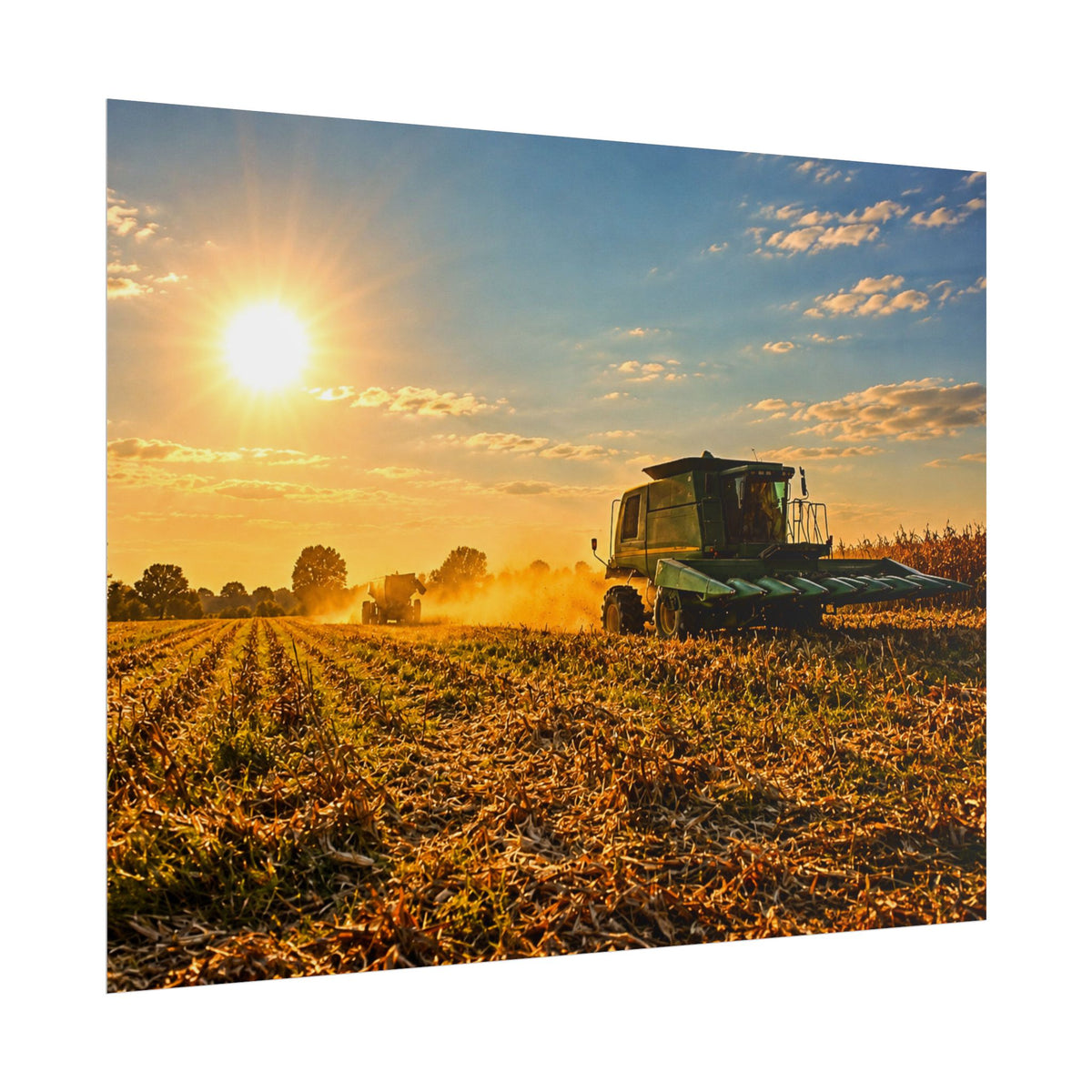 Harvesting Sunshine Rolled Posters
