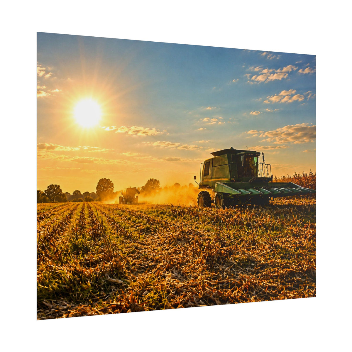 Harvesting Sunshine Rolled Posters