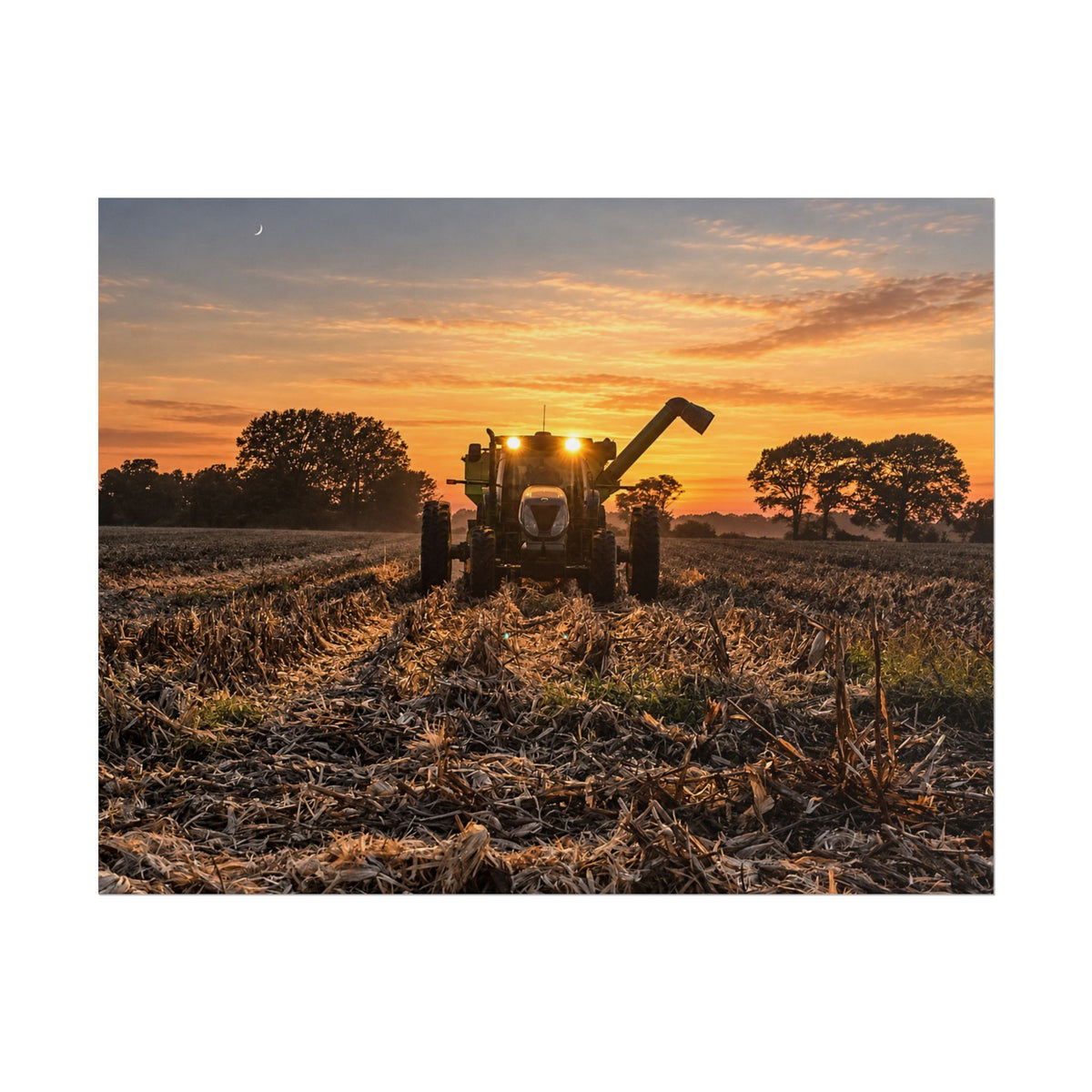 Fields of Gold Rolled Posters