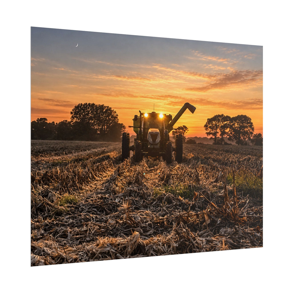 Fields of Gold Rolled Posters