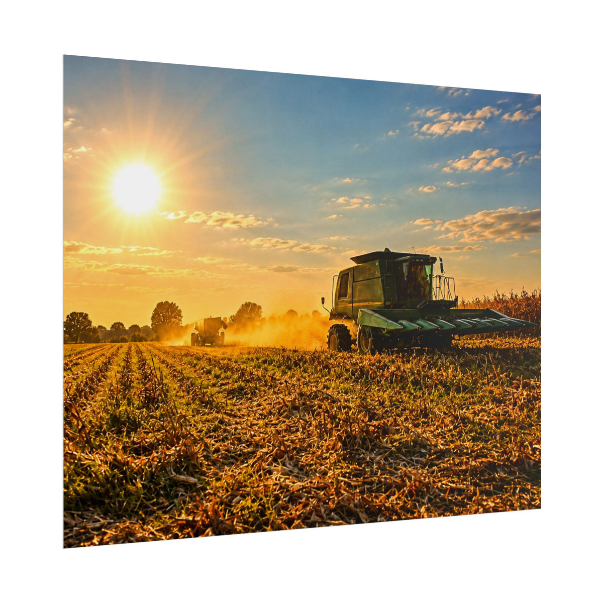 Harvesting Sunshine Rolled Posters
