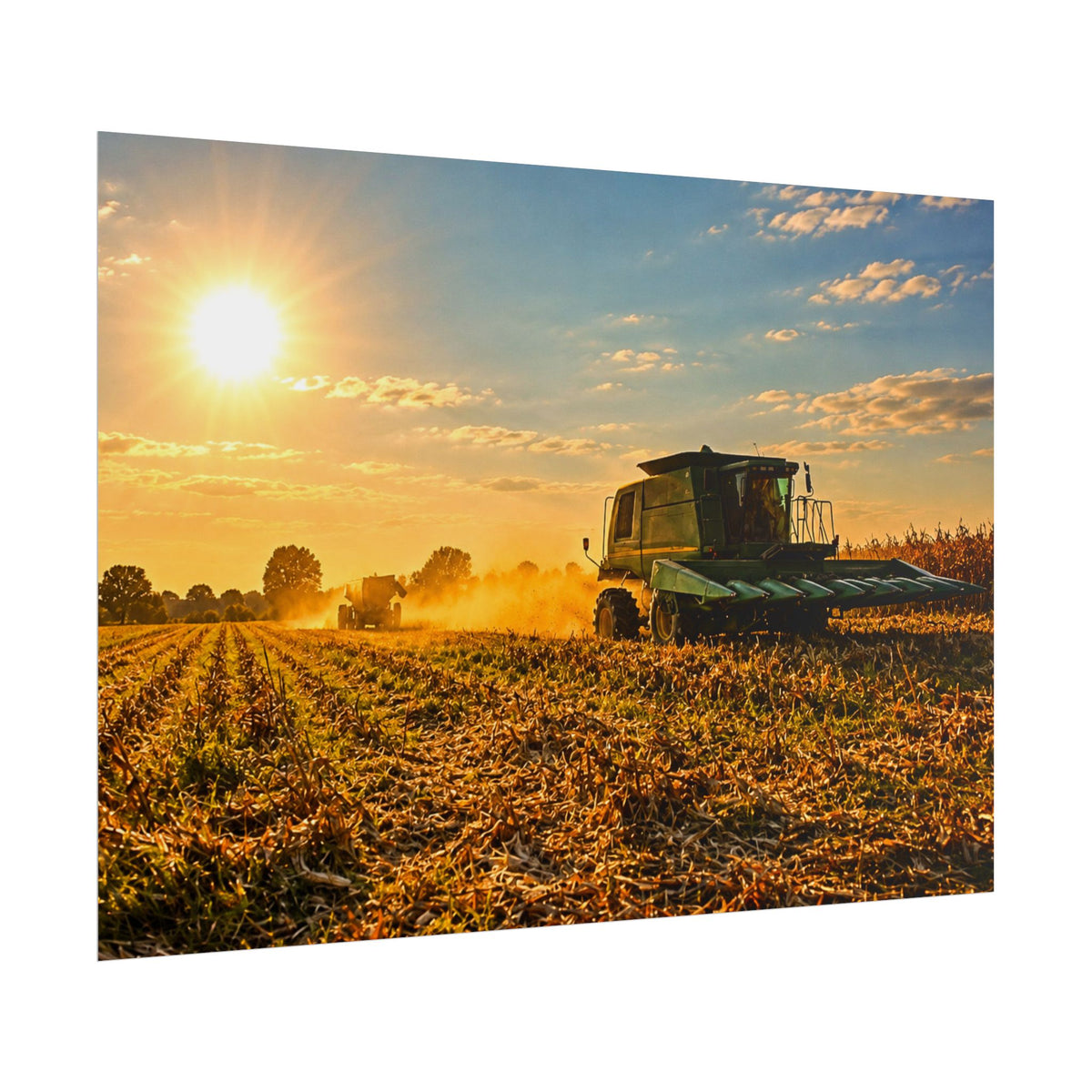 Harvesting Sunshine Rolled Posters